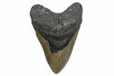 Serrated, Fossil Megalodon Tooth - North Carolina #345664-1
